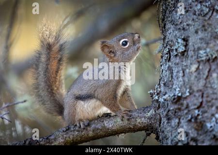 Porträt eines amerikanischen roten Eichhörnchens (Tamiasciurus hudsonicus), das in einer Fichte im Süden Alaskas steht und nach oben blickt. Rote Eichhörnchen ... Stockfoto