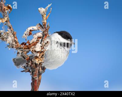 Porträt eines schwarz bedeckten Chickadee (Parus atricapillus), der auf einem Weidenzweig vor einem blauen Himmel im südzentralen Alaska-Chugach M. thront... Stockfoto