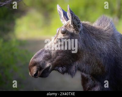 Das Nahporträt des Profils eines Stierelmochs (Alces alces) mit seinem Geweih, das gerade erst in Samt gehüllt erscheint, hält an einem Mai ... an Stockfoto