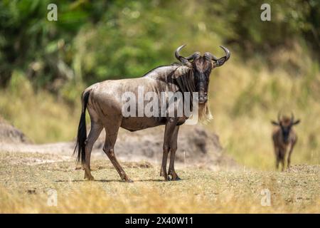 Blaugnus (Connochaetes taurinus) steht in der Nähe einer anderen Kamera im Serengeti-Nationalpark, Tansania Stockfoto