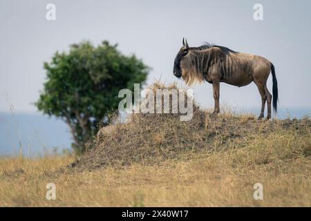 Blaugnus (Connochaetes taurinus) steht auf einem Hügel im Serengeti-Nationalpark, Tansania Stockfoto