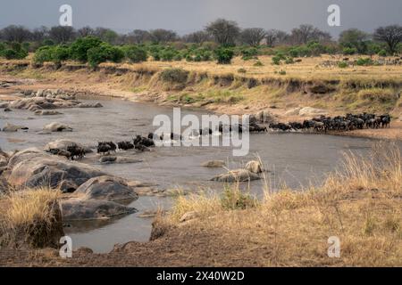 Linie der Blauen Gnus (Connochaetes taurinu), die den Mara-Fluss im Serengeti-Nationalpark überquert; Tansania Stockfoto