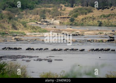 Linie der Blauen Gnus (Connochaetes taurinu), die einen Fluss im Serengeti-Nationalpark überquert; Tansania Stockfoto