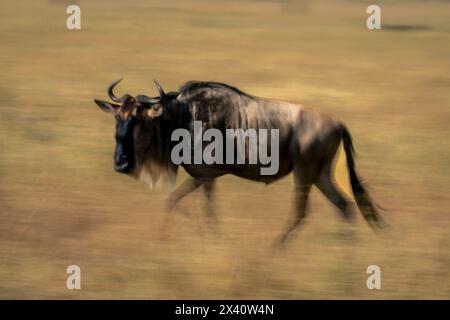 Langsamer Schwenk eines blauen Gnus (Connochaetes taurinus), der Gras überquert und die Kamera beobachtet; Serengeti Nationalpark, Tansania, Afrika Stockfoto