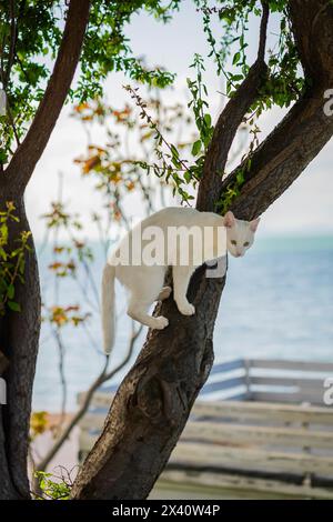 Weiße Katze auf Baumzweig, Sommer Herbstsaison Stockfoto