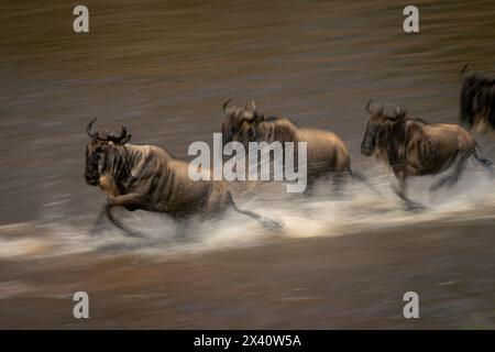 Langsame Wanne blauer Gnus (Connochaetes taurinus), die durch einen flachen Fluss überquert; Serengeti Nationalpark, Tansania, Afrika Stockfoto