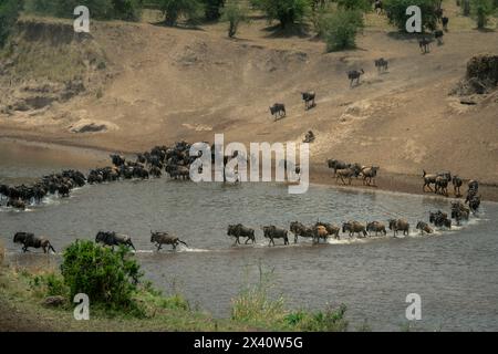 Malerischer Blick auf eine große Herde blauer Gnus (Connochaetes taurinus), die den Fluss in zwei Reihen überquert; Serengeti Nationalpark, Tansania, Afrika Stockfoto