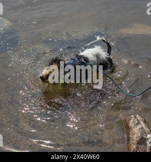 Ein kleiner Hund steht im flachen Wasser und genießt eine Zeit zum Abkühlen, trägt ein Gurtzeug und eine Leine; Lake of the Woods, Ontario, Kanada Stockfoto