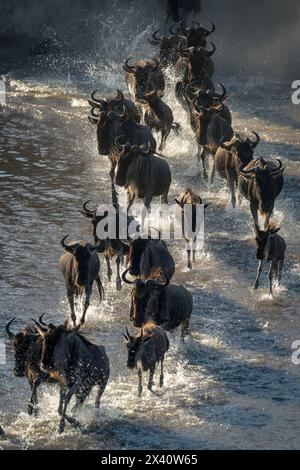 Nahaufnahme einer Linie blauer Gnus (Connochaetes taurinus), die über einen flachen Bach rasst; Serengeti Nationalpark, Tansania, Afrika Stockfoto