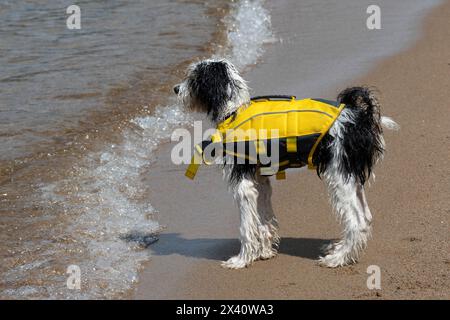 Hund in einer Schwimmweste, der am Strand am Wasser in der Brandung steht und auf das Wasser blickt; Lake of the Woods, Ontario, Kanada Stockfoto