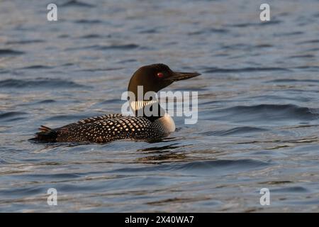 Gavia immer mit Zuchtgefieder, das auf Wasser schwimmt; Lake of the Woods, Ontario, Kanada Stockfoto