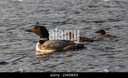 Gavia immer, im Zuchtgefieder, und zwei Küken, die nebeneinander schwimmen; Lake of the Woods, Ontario, Kanada Stockfoto