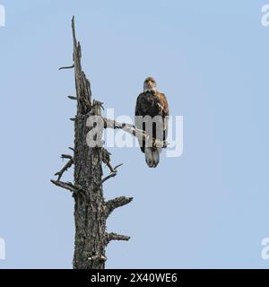 Der Weißkopfseeadler (Haliaeetus leucocephalus) blickt von einem toten Baumzweig hinunter; Lake of the Woods, Ontario, Kanada Stockfoto