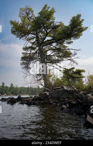 Großer Baum am Ufer eines Sees neigt sich zum Wasser; Lake of the Woods, Ontario, Kanada Stockfoto