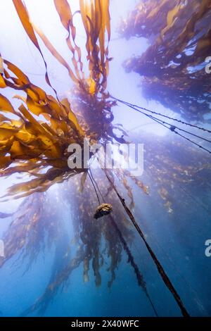 Meeresalgenbänder, die im Meereswasser schwimmen; Vancouver Island, British Columbia, Kanada Stockfoto