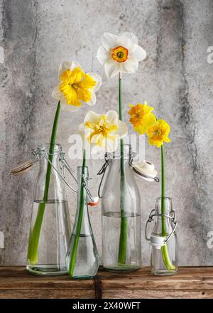 Frühlingsfloristisches Arrangement mit frischen bunten und verschiedenen Narzissen-Blüten in Glasflaschen. Blumenstillleben. (Narcissus) Kopierraum Stockfoto