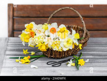 Rustikaler Korb mit verschiedenen Sorten von Narzissen auf dem Gartentisch. Floristik-Arrangement oder Hausdekorationskonzept. Stockfoto