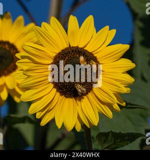 Drei Bienen ruhen an einem sonnigen Tag auf einer Sonnenblume (Helianthus annuus); Vancouver Island, British Columbia, Kanada Stockfoto