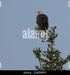 Weißkopfseeadler (Haliaeetus leucocephalus) thront auf einem Baumkronen mit blauem Himmel; Lake of the Woods, Ontario, Kanada Stockfoto