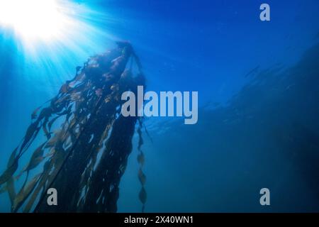 Seetang wächst in Richtung Sonnenlicht an der Wasseroberfläche in Sooke Bay; Vancouver Island, British Columbia, Kanada Stockfoto