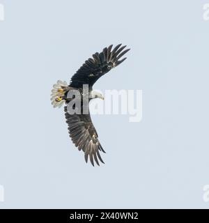 Blick von direkt unterhalb eines Weißkopfadlers (Haliaeetus leucocephalus) mit einer breiten Flügelspanne während des Fluges in einem blauen Himmel Stockfoto