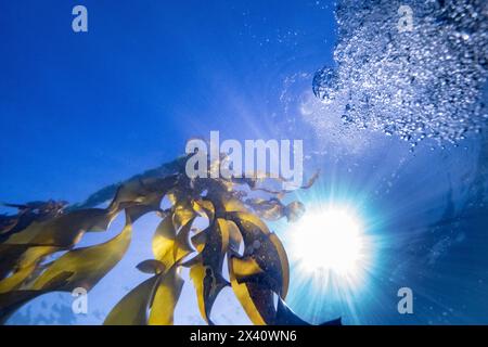 Seetang wächst in Richtung Sonnenlicht an der Wasseroberfläche in Sooke Bay; Vancouver Island, British Columbia, Kanada Stockfoto