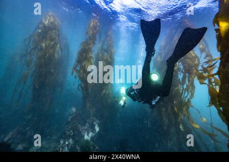 Taucher, die durch einen Seetangwald in der Sooke Bay vor der Küste von Vancouver Island im Pazifischen Ozean fahren; Vancouver Island, British Columbia, Kanada Stockfoto