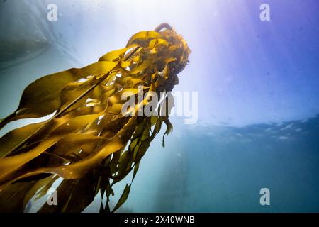 Seetang wächst in Richtung Sonnenlicht an der Wasseroberfläche in Sooke Bay; Vancouver Island, British Columbia, Kanada Stockfoto