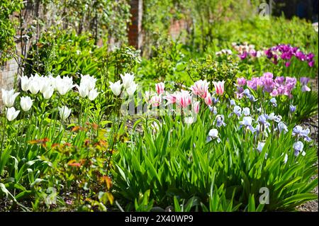 Schöne Ausstellung von gemischten Frühlingsblumen einschließlich Tulpen und bärtige Iris im ummauerten Garten in Mottisfont Abbey Hampshire UK April Stockfoto