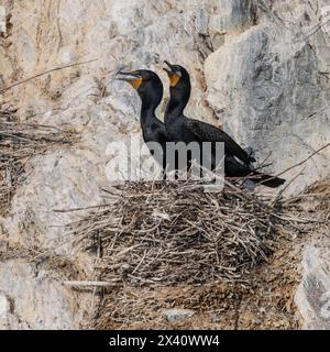 Doppelwandige Kormorane (Nannopterum auritum), die auf ihrem Nest auf einem felsigen Felsvorsprung thronten und rufen: Lake of the Woods, Ontario, Kanada Stockfoto