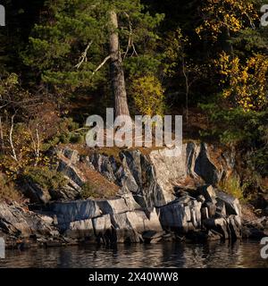 Wunderschöne, zerklüftete Küste entlang eines Sees mit Felsen und herbstfarbenem Laub auf Pflanzen; Lake of the Woods, Ontario, Kanada Stockfoto