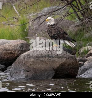 Weißkopfseeadler (Haliaeetus leucocephalus) thront auf einem Felsen am Ufer des Wassers; Lake of the Woods, Ontario, Kanada Stockfoto