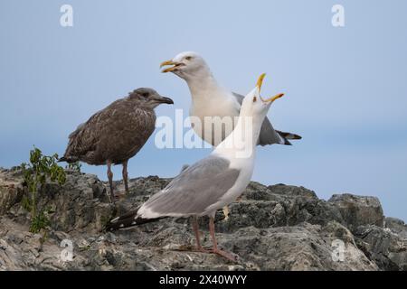 Möwen rufen auf einem Felsen; Lake of the Woods, Ontario, Kanada Stockfoto