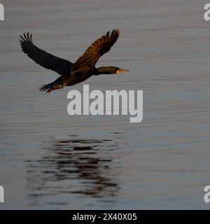 Ein Kormoran (Phalacrocoracidae) breitet seine Flügel aus und gleitet im Mai bei Sonnenuntergang tief über einen See; Lake of the Woods, Ontario, Kanada Stockfoto