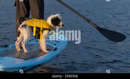 Hund mit gelber Rettungsweste reitet auf einem Stand-up-Paddleboard auf einem See; Lake of the Woods, Ontario, Kanada Stockfoto