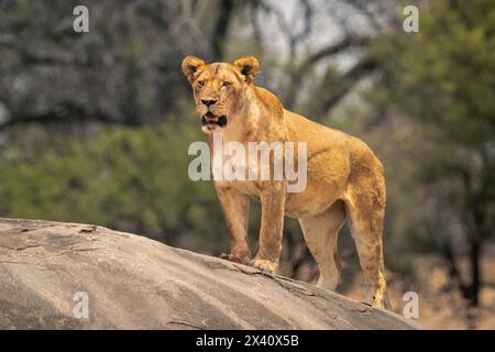 Die blutbefleckte Löwin (Panthera leo) steht auf Kopje bei Bäumen im Serengeti-Nationalpark, Tansania Stockfoto