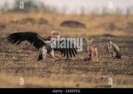 Schwarzschakal (Canis mesomelas) steht im Serengeti-Nationalpark, Tansania, mit Geiern zu töten Stockfoto