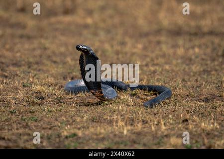 Schwarzhalsspuckkobra (Naja nigricollis) hebt Kopf vom Gras im Serengeti-Nationalpark, Tansania Stockfoto