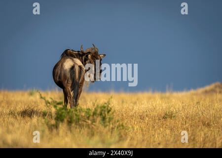 Blaugnus (Connochaetes taurinus) steht im Serengeti-Nationalpark, Tansania, unter Sturmwolken Stockfoto