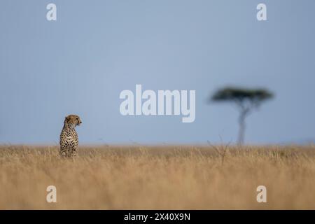 Gepard (Acinonyx jubatus) befindet sich am Horizont in der Nähe von Akazienbäumen im Serengeti-Nationalpark, Tansania Stockfoto