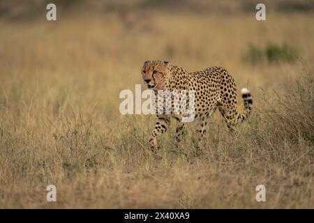 Gepard (Acinonyx jubatus) spaziert durch die Savanne im hohen Gras im Serengeti-Nationalpark, Tansania Stockfoto