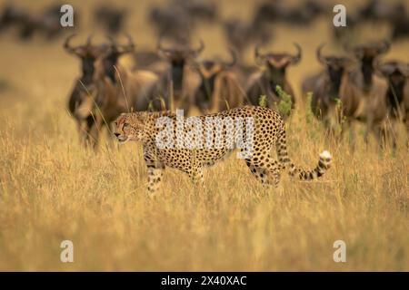 Gepard (Acinonyx jubatus) geht vorbei an der Linie der blauen Gnus im Serengeti-Nationalpark; Tansania Stockfoto