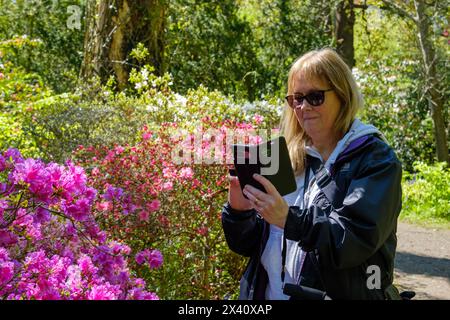 Frau, die Pflanzen und Blumen identifiziert und Fotos macht, auf ihrem Handy, Großbritannien Stockfoto