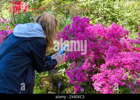 Frau, die Pflanzen und Blumen fotografiert und identifiziert, auf ihrem Handy, Großbritannien Stockfoto