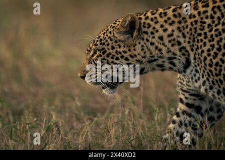 Nahaufnahme einer Leopardenfrau (Panthera pardus), die durch Gras im Serengeti-Nationalpark in Tansania läuft Stockfoto