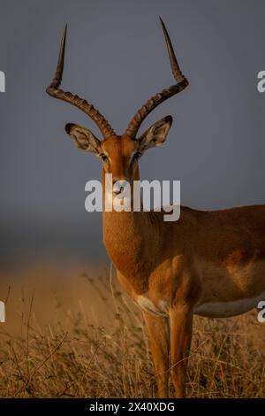 Nahaufnahme einer männlichen Linse des Gemeinen Impala (Aepyceros melampus) im Serengeti-Nationalpark; Tansania Stockfoto