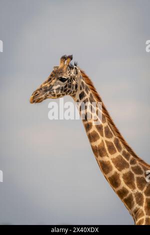 Nahaufnahme eines Porträts einer Masai-Giraffe (Giraffa tippelskirchi) unter bewölktem Himmel; Serengeti-Nationalpark, Tansania, Afrika Stockfoto