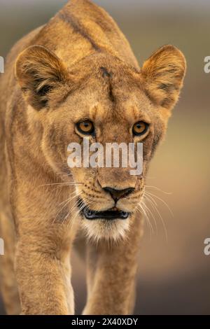 Nahaufnahme eines jungen männlichen Löwen (Panthera leo leo), der den Kopf senkt; Serengeti-Nationalpark, Tansania, Afrika Stockfoto