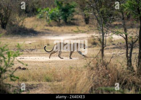 Leopardenweibchen (Panthera pardus) überquert die Graslichtung zu Bäumen; Serengeti-Nationalpark, Tansania, Afrika Stockfoto