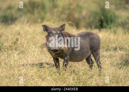 Gewöhnliches Warzenschwein (Phacochoerus africanus) steht im Grasland und beobachtet Kamera; Serengeti Nationalpark, Tansania, Afrika Stockfoto